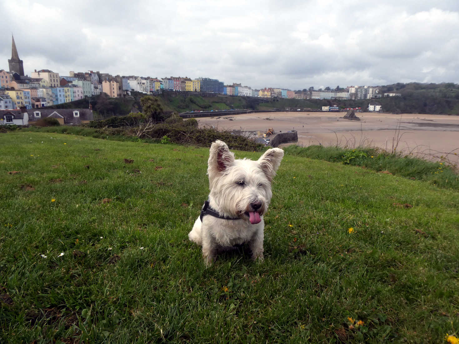 Poppy the Westie on Tenby Castle