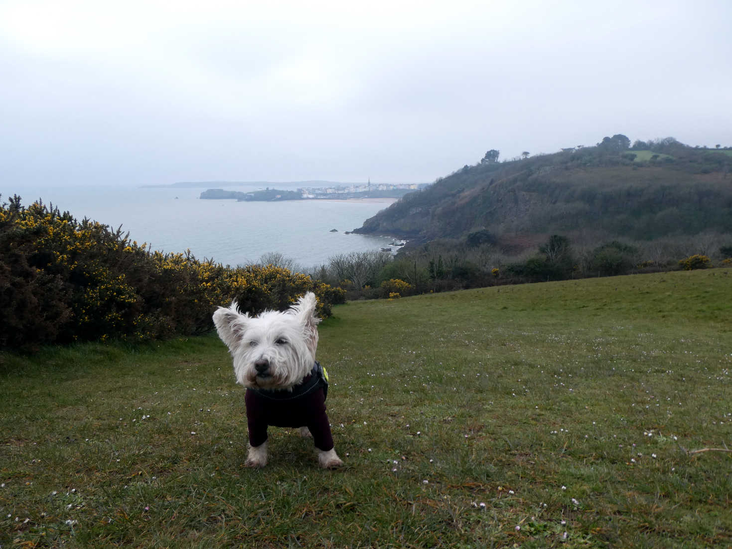 Poppy the Westie on costal path near Tenby