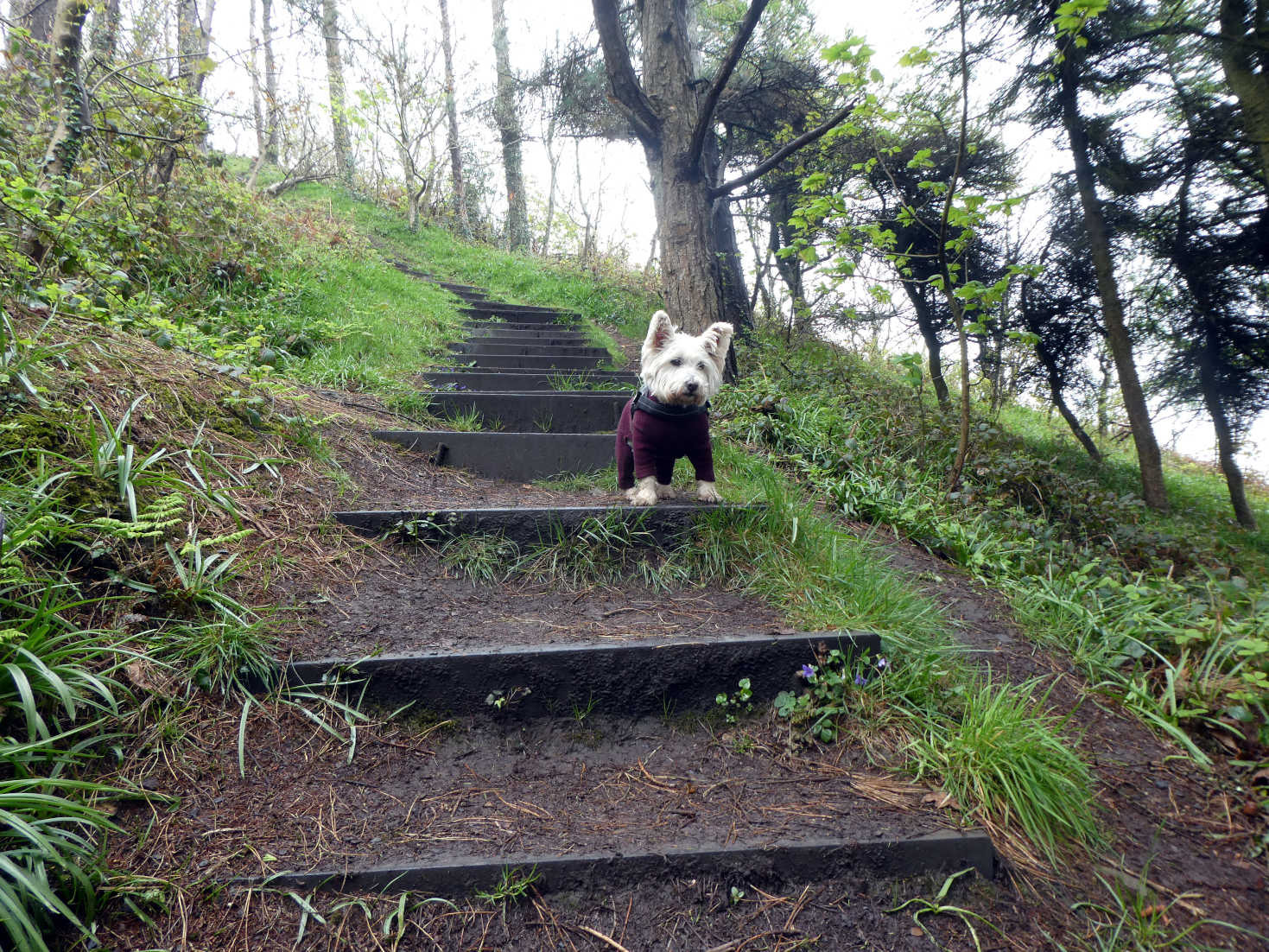 Poppy the Westie on killer steps to Saundersfoot