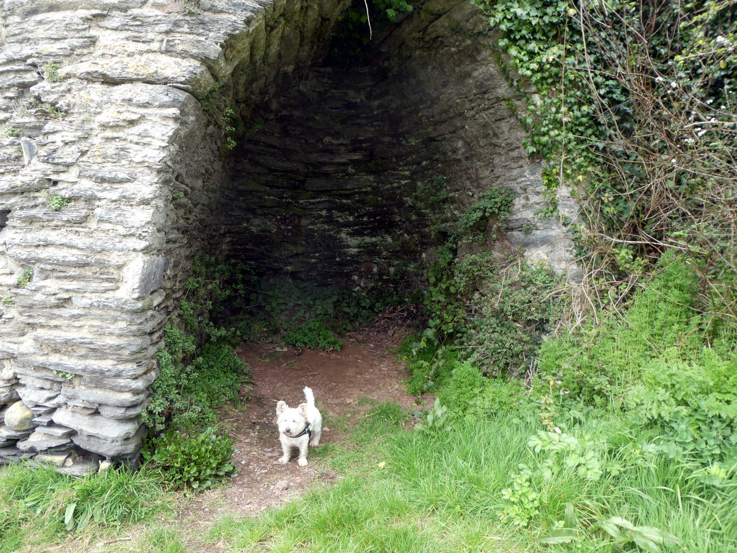 Poppy the Westie on rout to Newport Beach