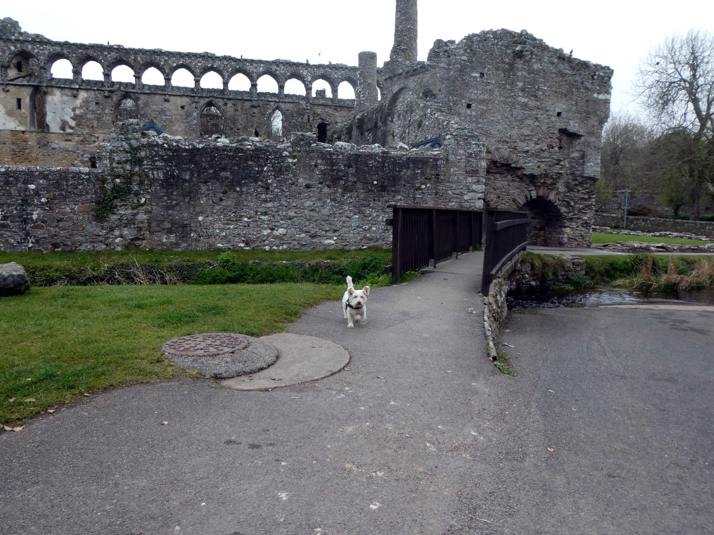 Poppy the Westie ouside the Bishops Palace St Davids
