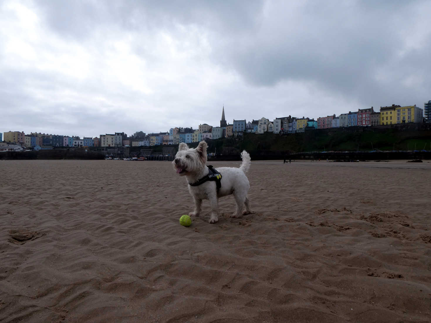 Poppy the Westie playing ball on north beach Tenby