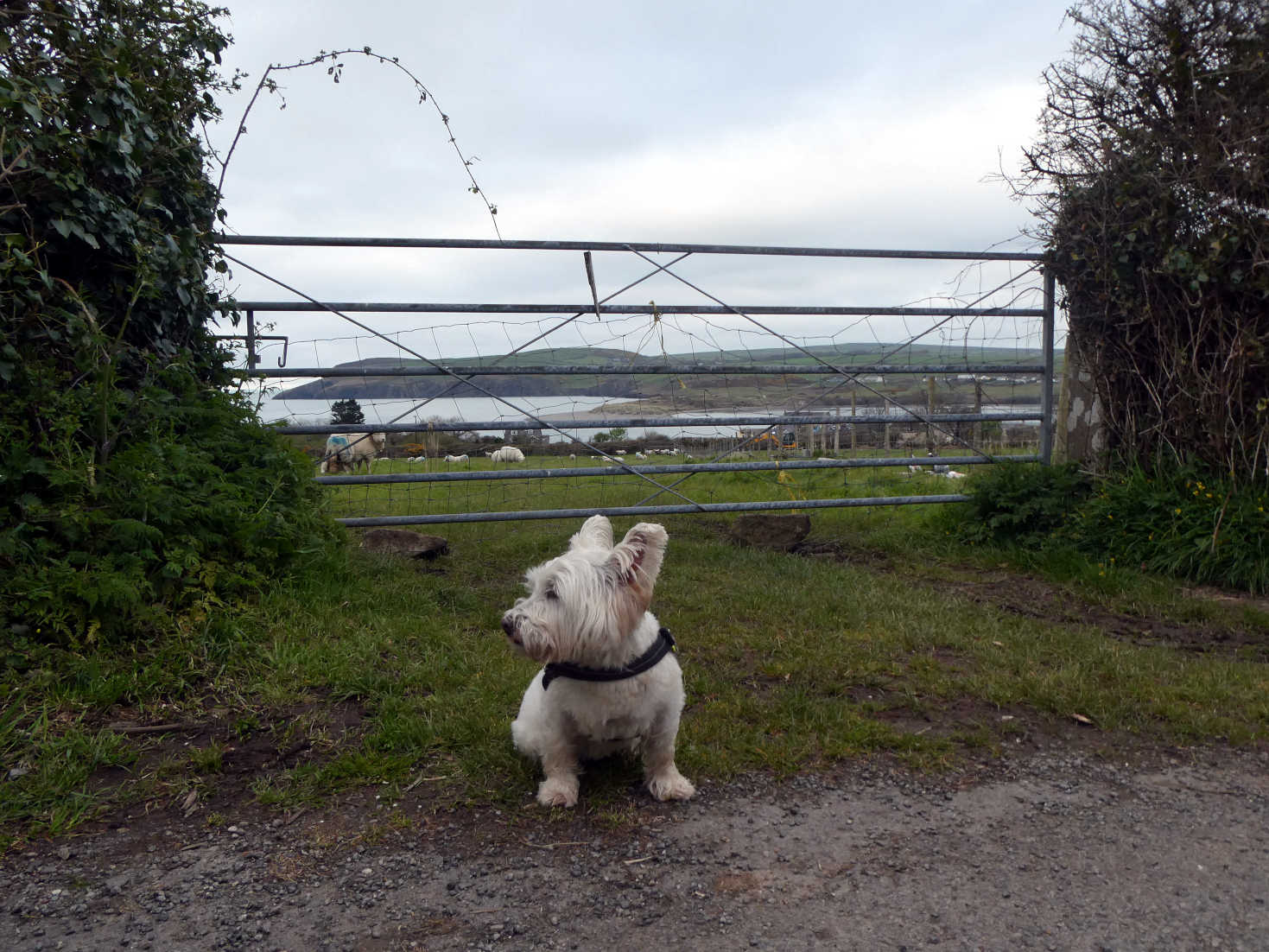 Poppy the Westie said goodbye to Newport