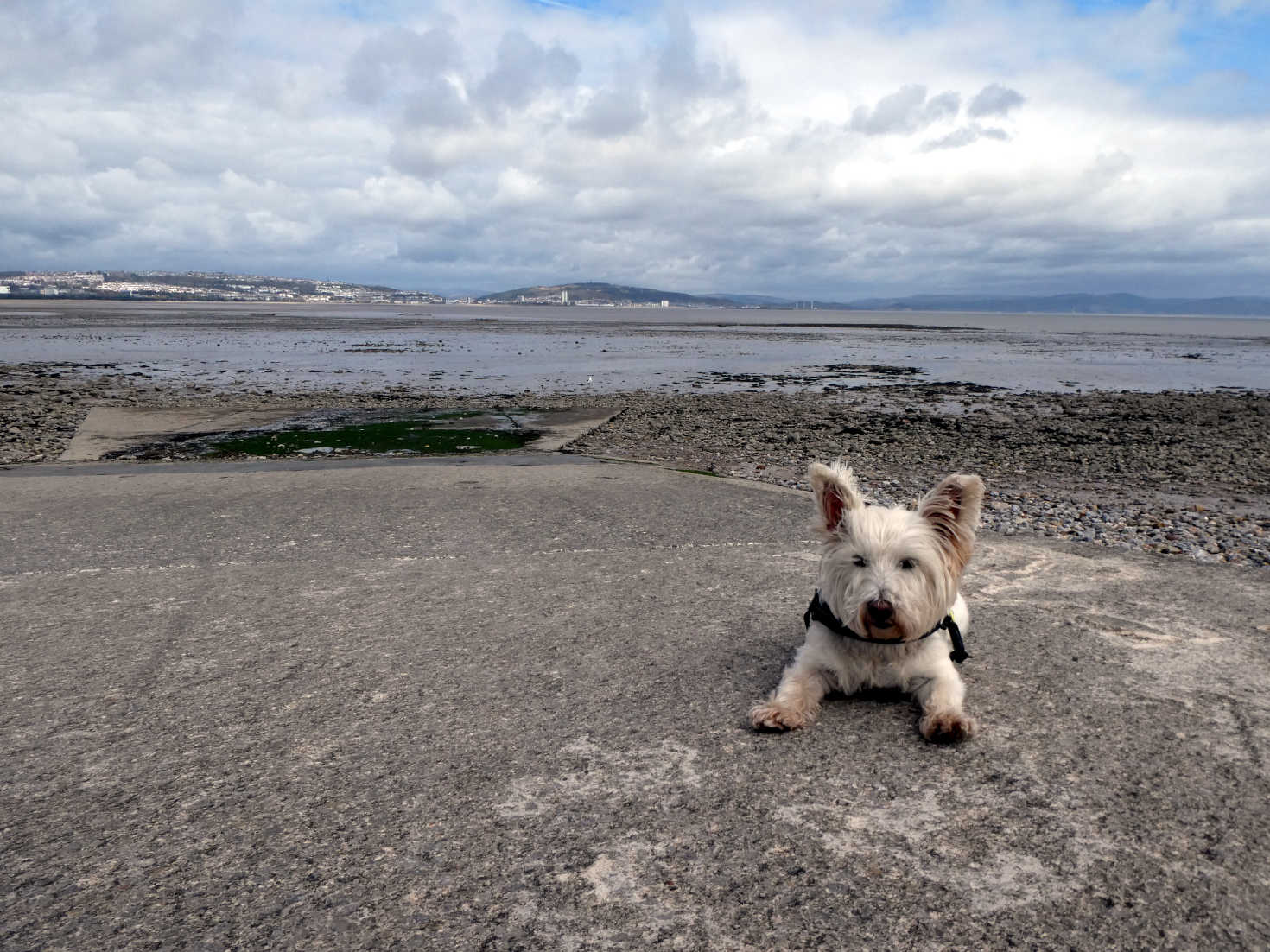 Poppy the westie at Swansea Bay