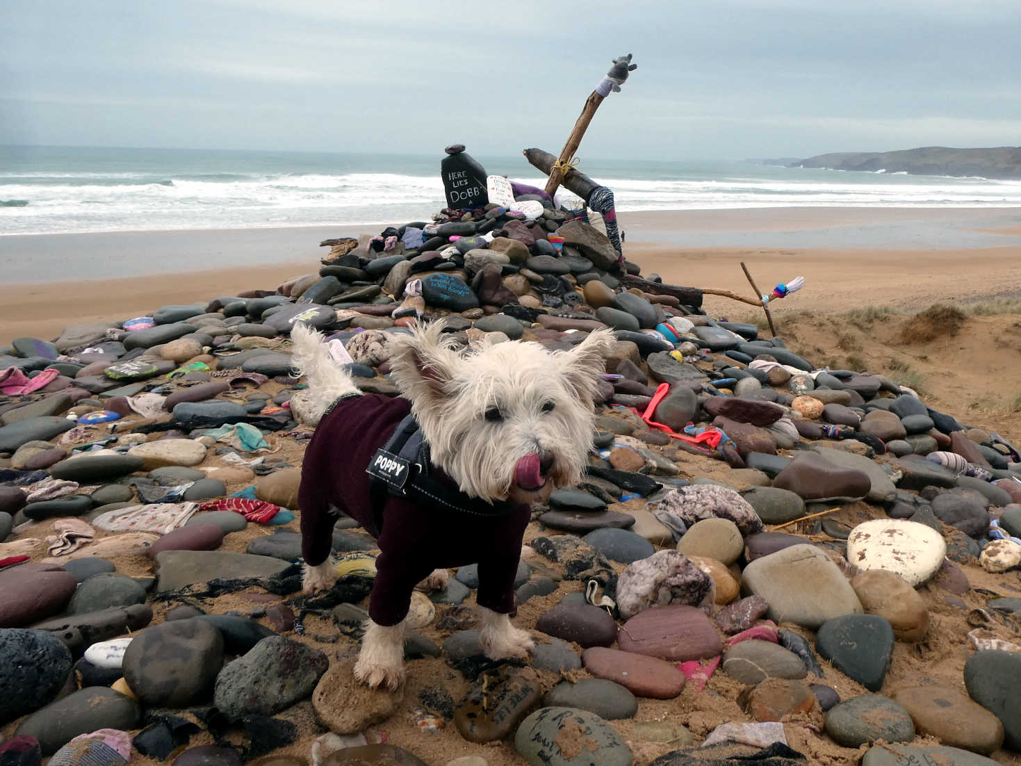 Poppy the westie on Dobbys grave