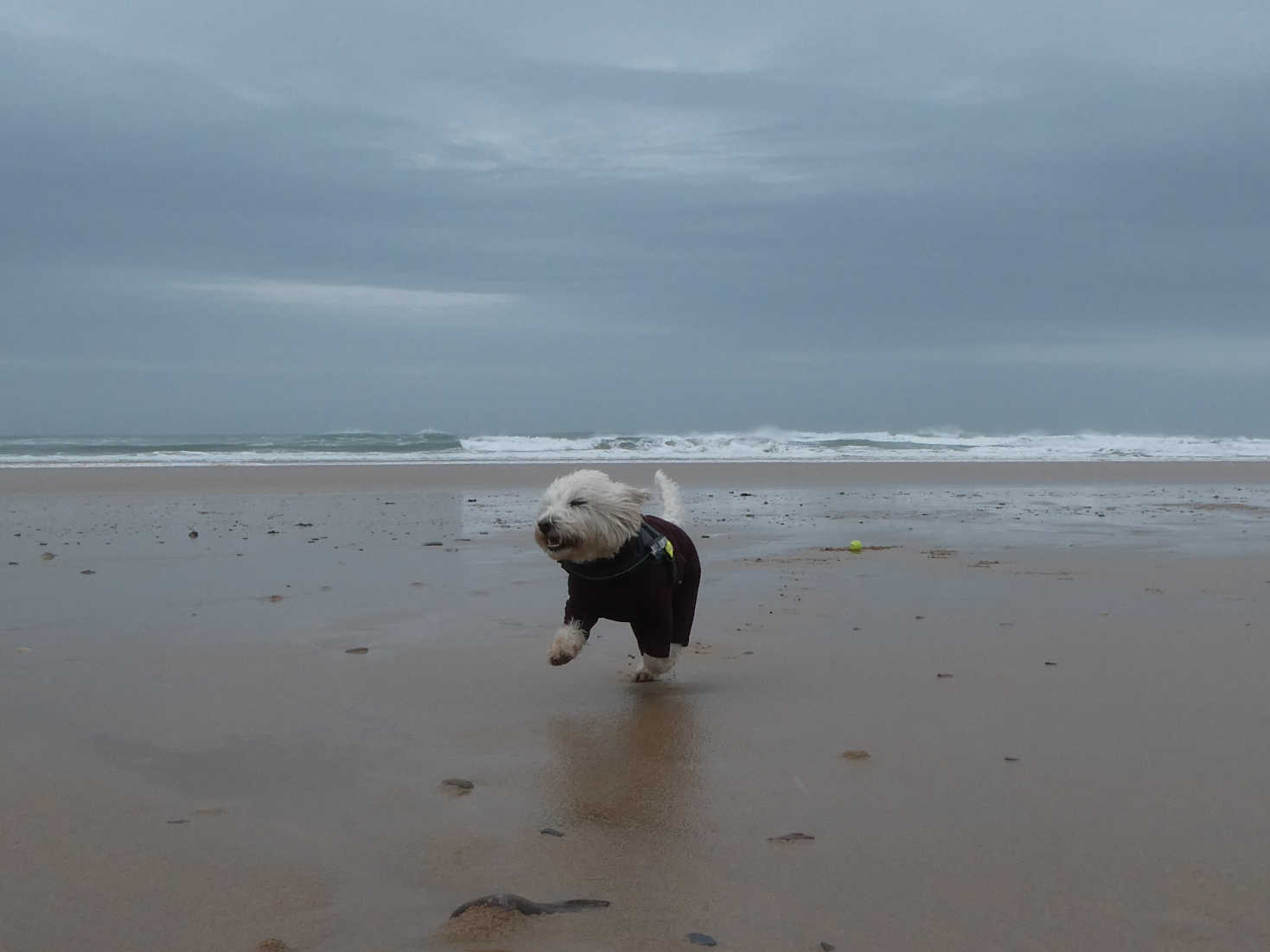 Poppy the westie on Freshwater west