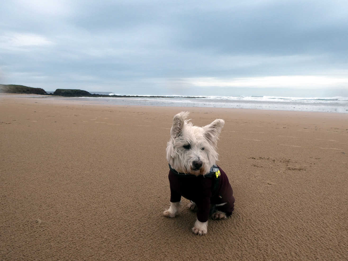 Poppy the westie on freashwater west beach