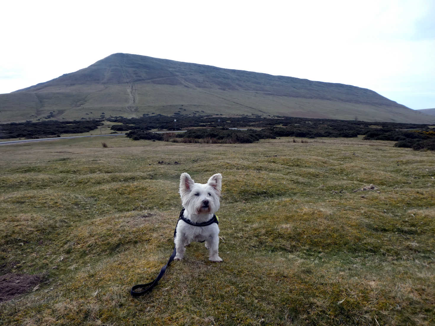 Poppy the westie on the high road