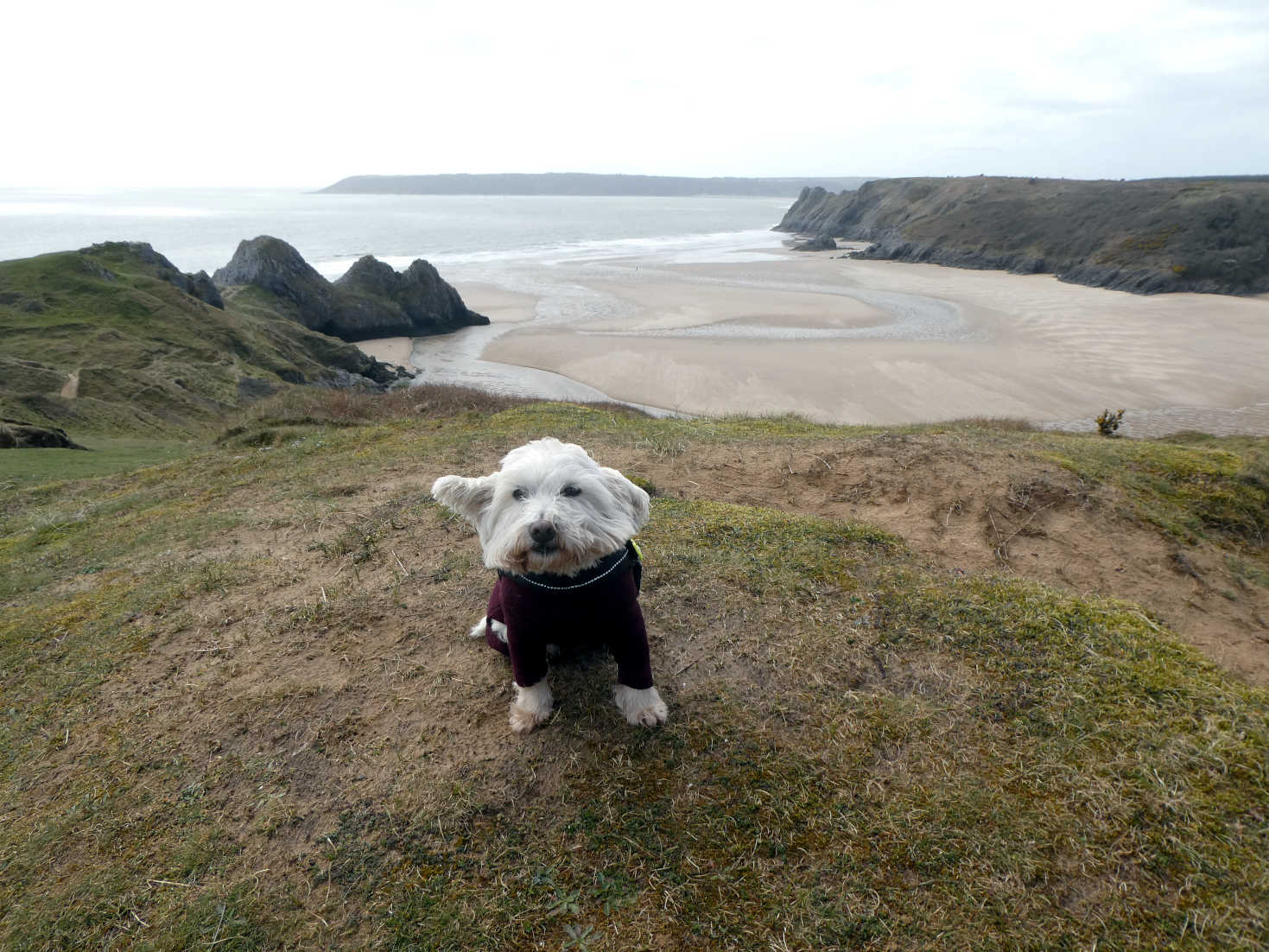 poppy the westie above the dunes at three cliffs bay