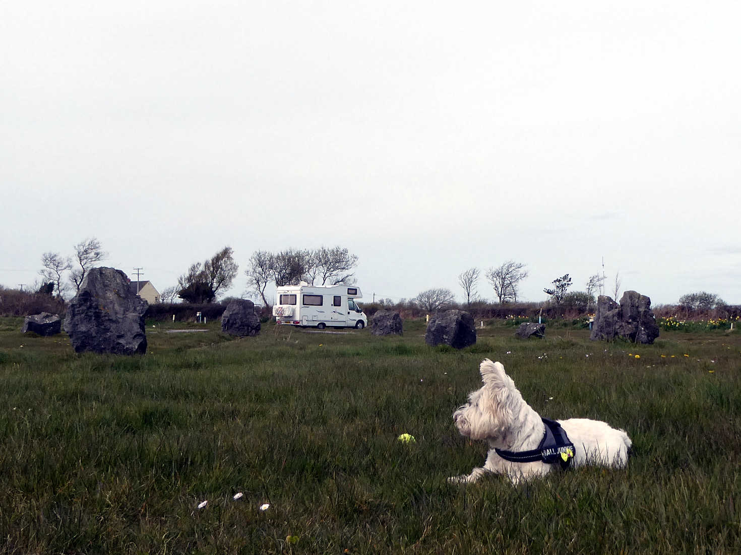 poppy the westie and Betsy at Pitton Cross Campsite