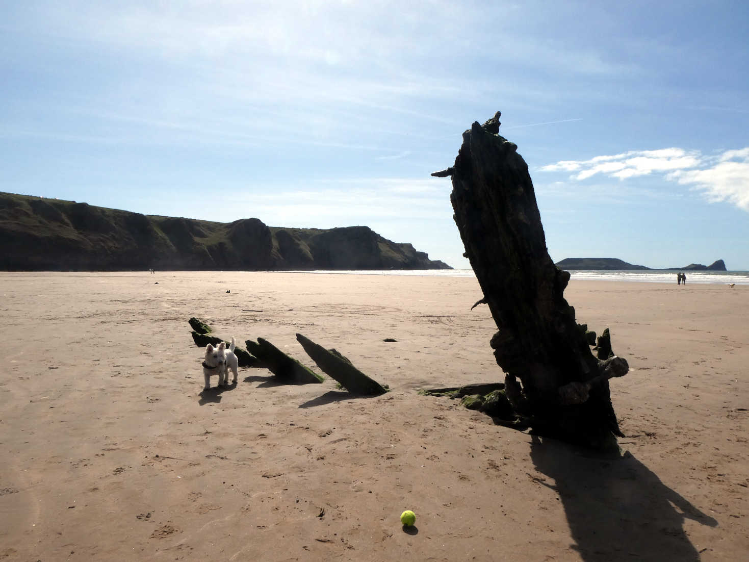 poppy the westie and Rhossili shipwreck