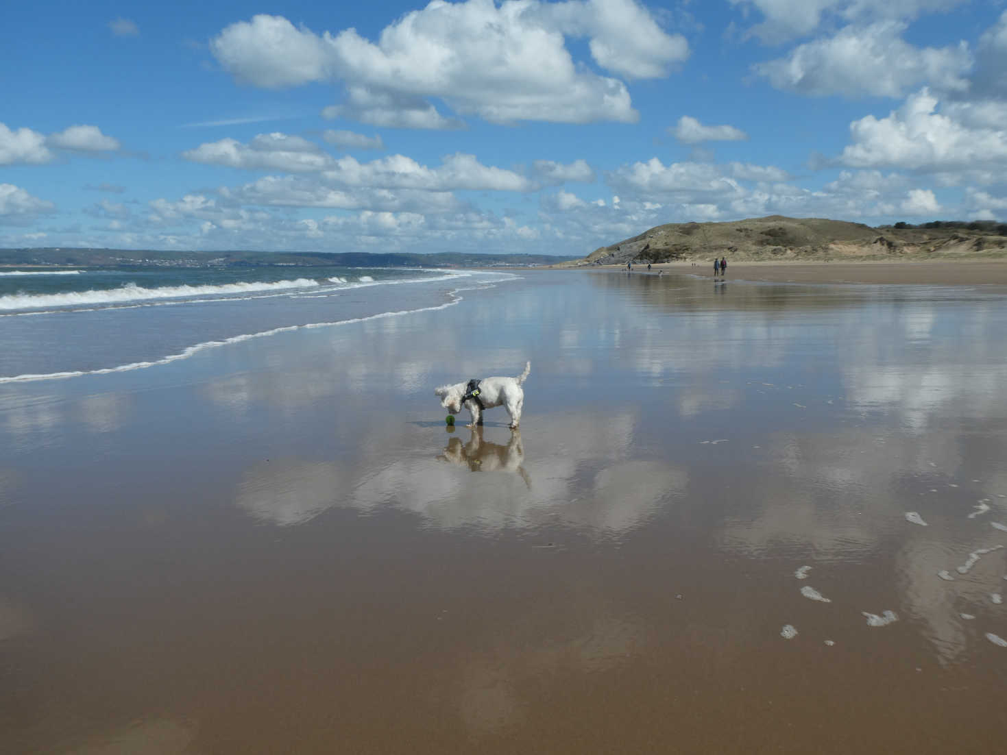 poppy the westie and ball on broughton beach