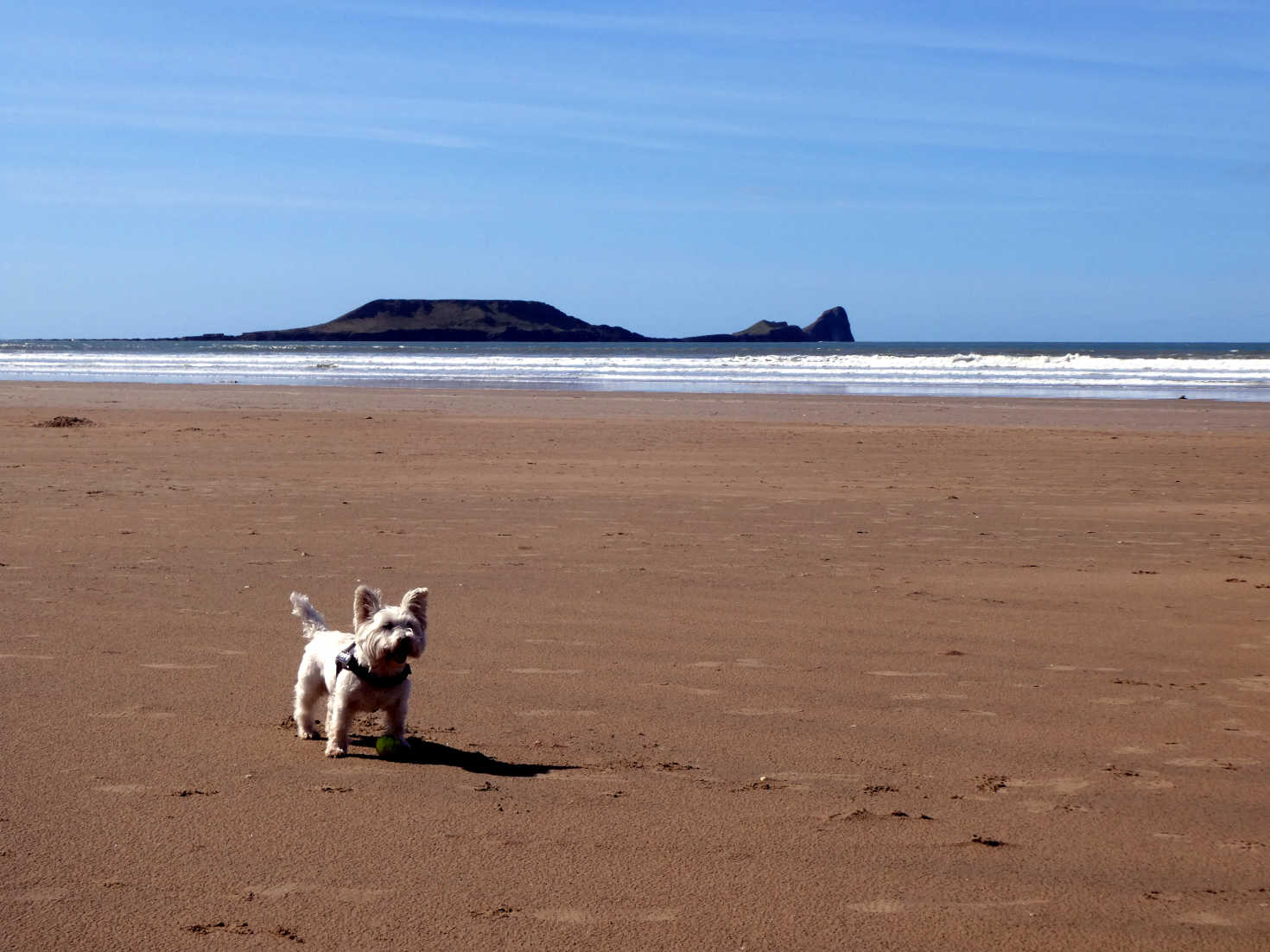 poppy the westie and swimming dragon