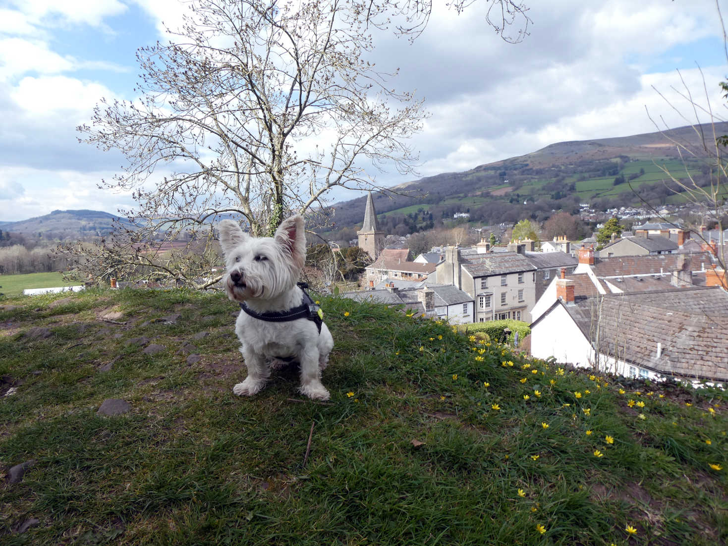 poppy the westie at Crickhowell Castle hill