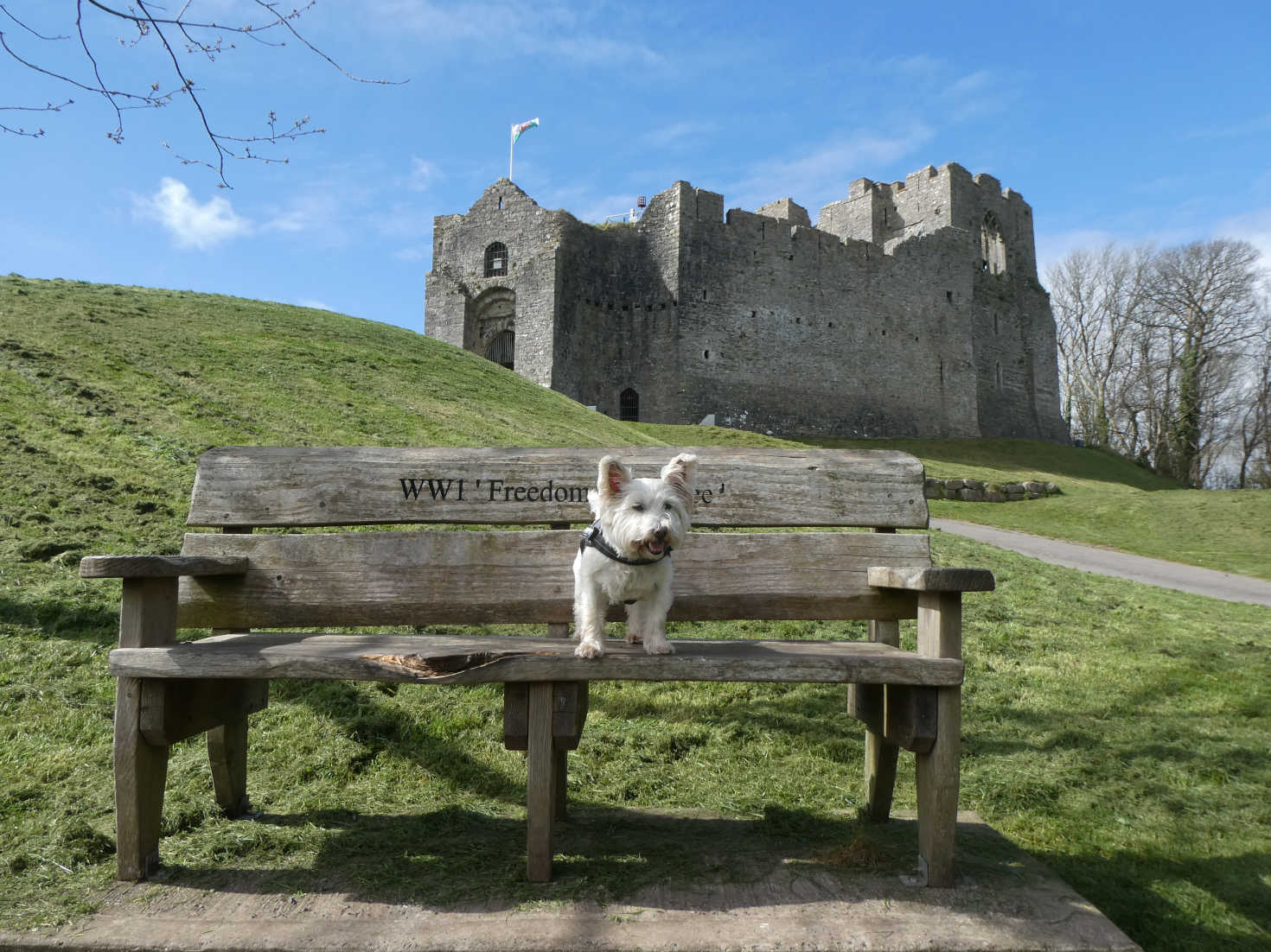 poppy the westie at Mumbles Castle