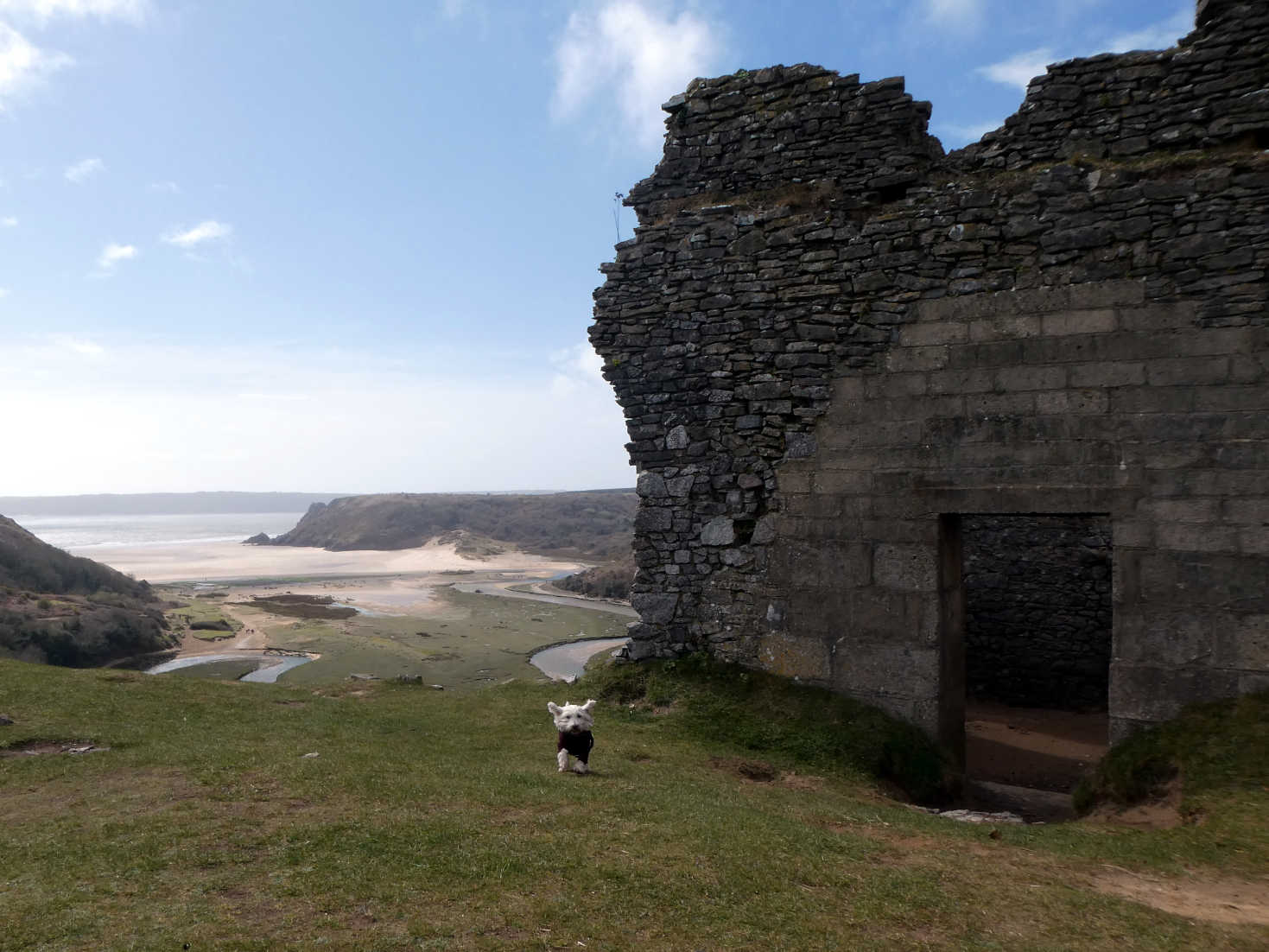 poppy the westie at Pennard Castle