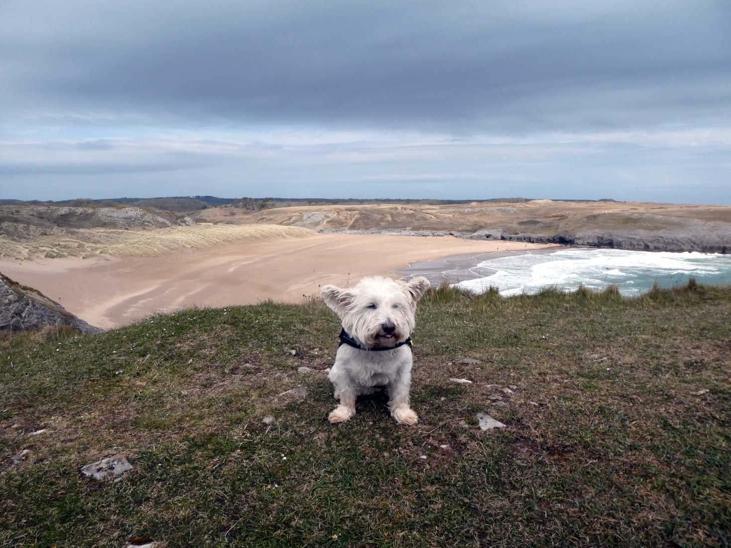 poppy the westie at broadhaven