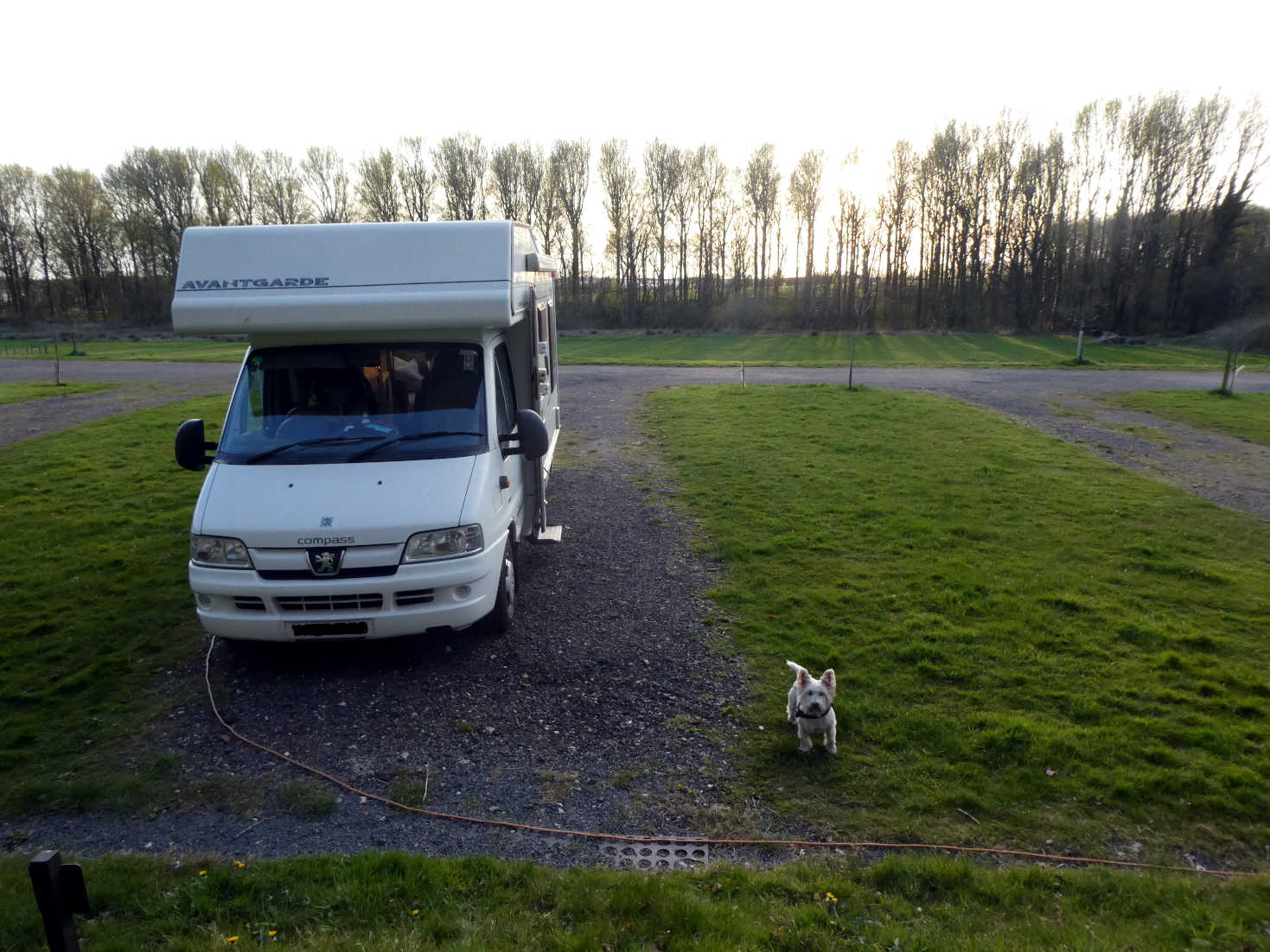 poppy the westie at camp in Lancaster