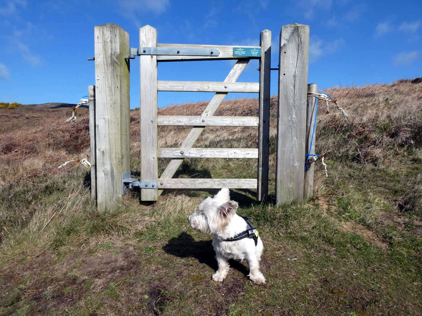 poppy the westie at gate near oxwich