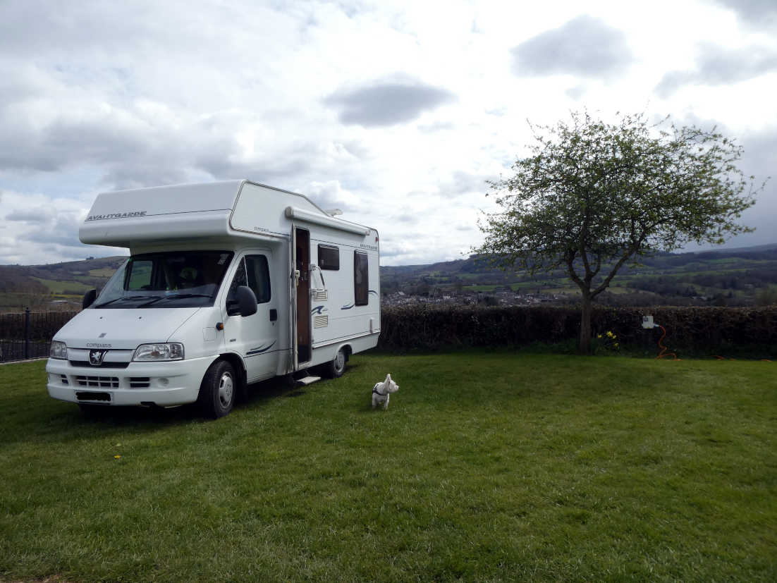 poppy the westie at hay on wye campsite