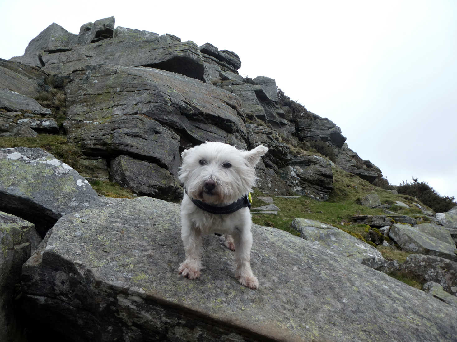 poppy the westie at peak 2 brecon beakons