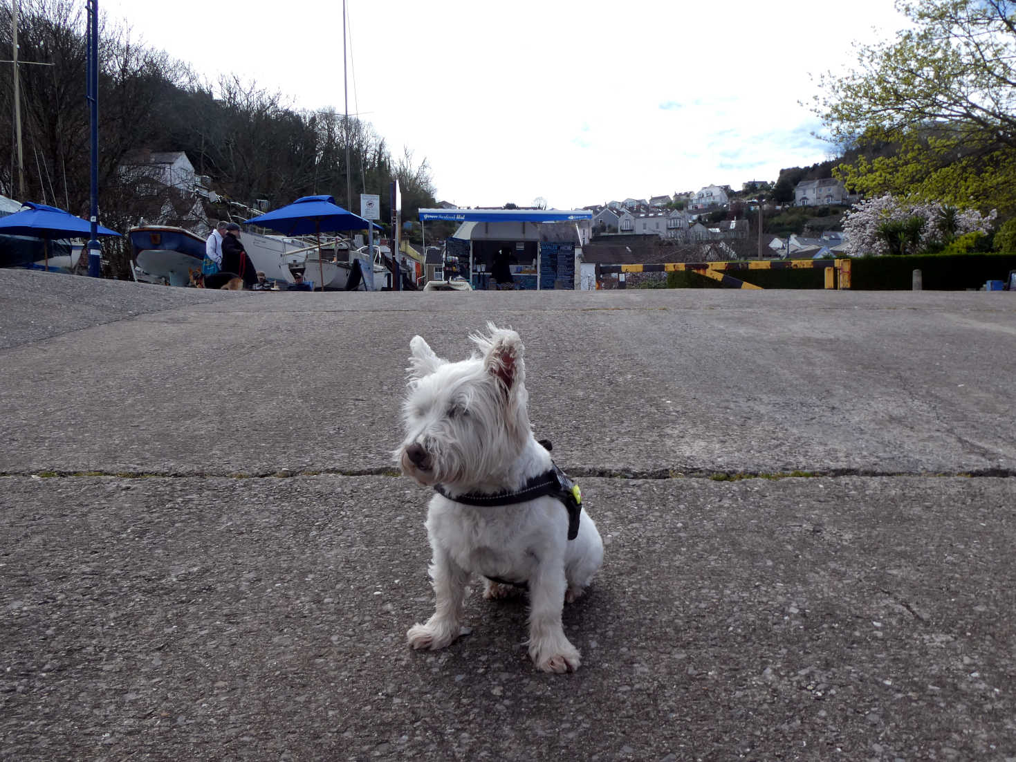 poppy the westie at the Mumbles.JPG