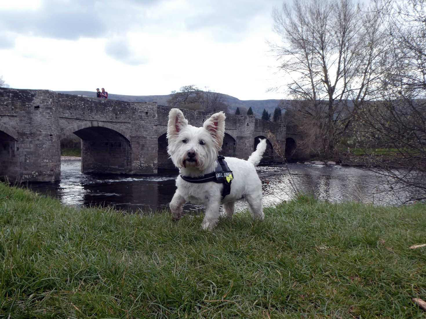 poppy the westie at the bridge crickhowell