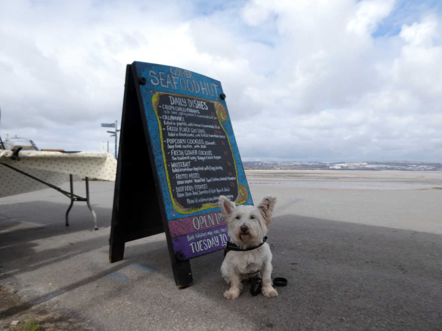 poppy the westie at the seafood hut the mumbles