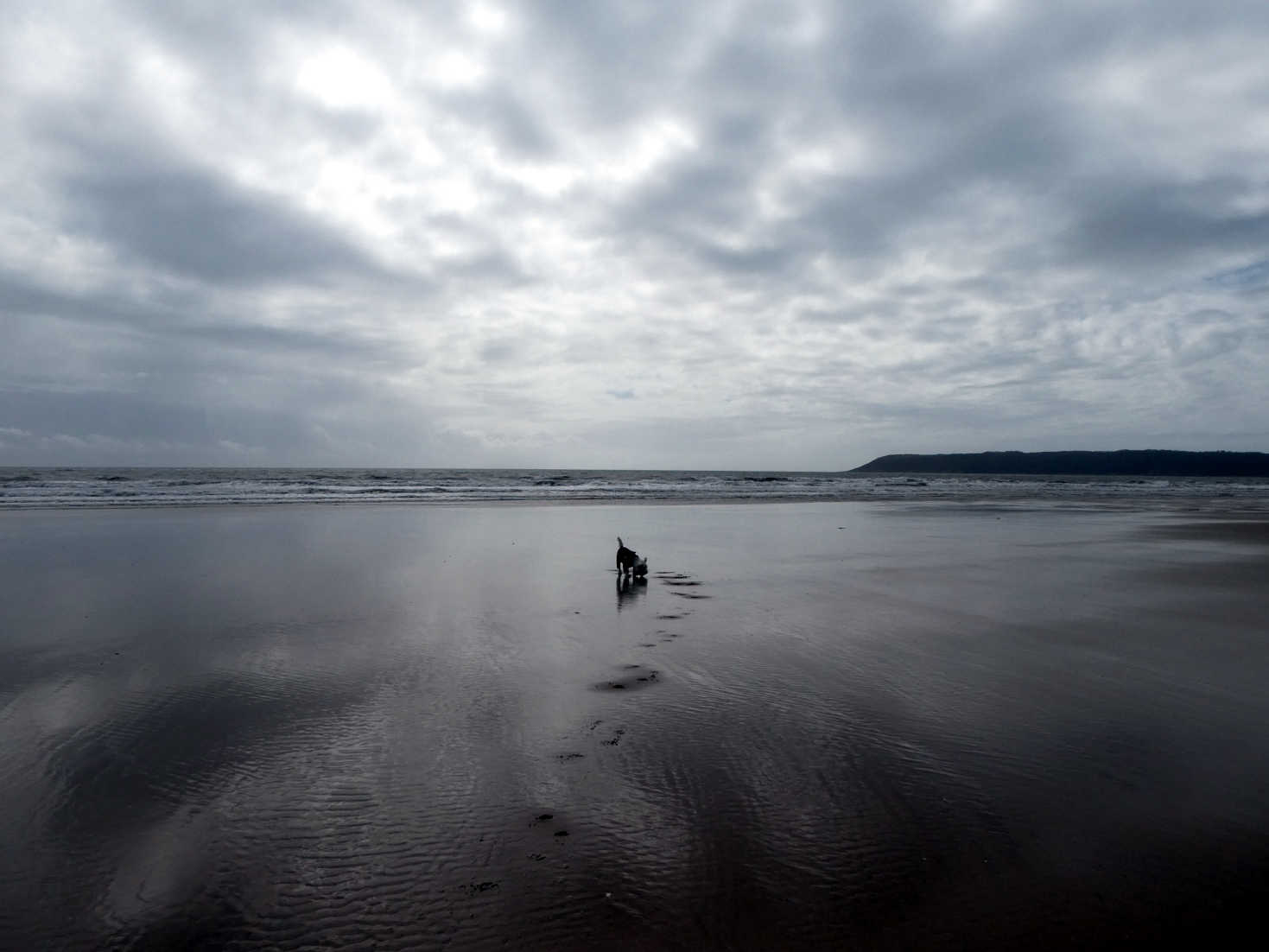 poppy the westie at the shore three cliffs bay