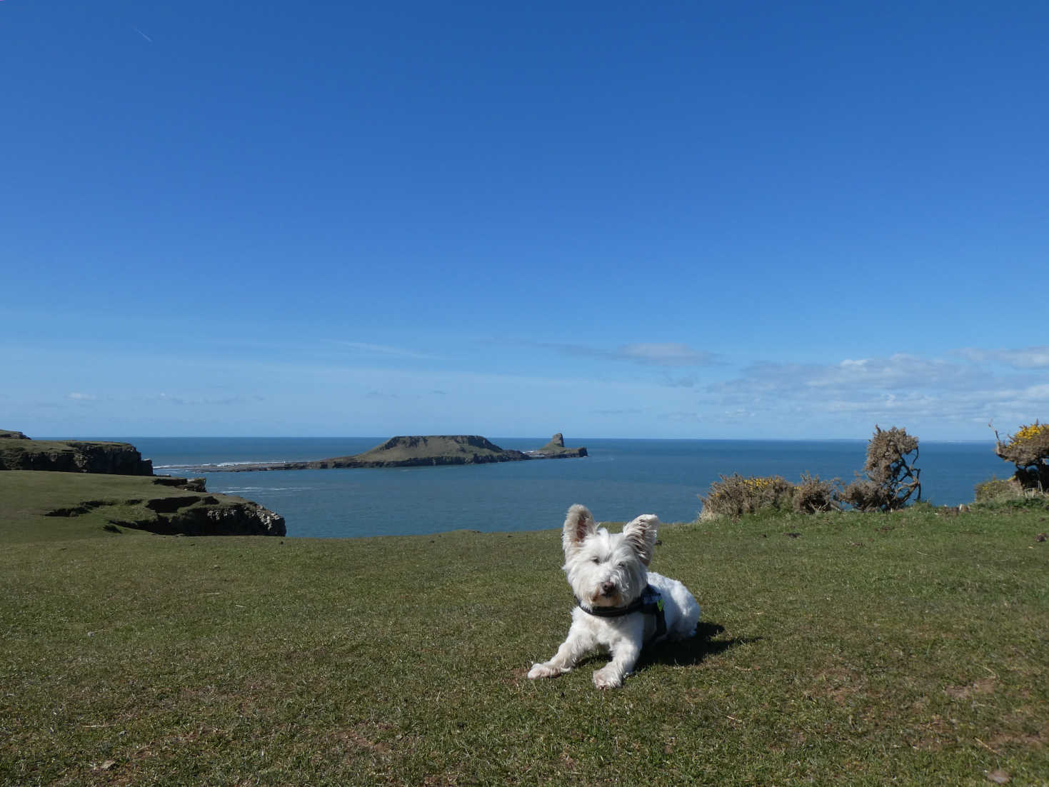 poppy the westie at worms head Rhossili