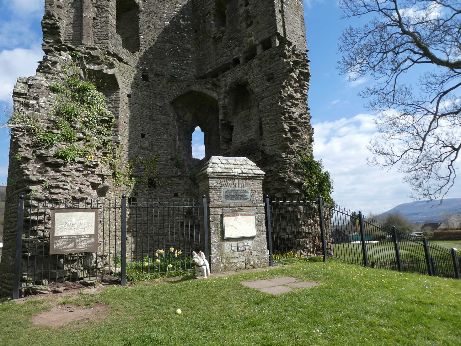 poppy the westie by crickhowell castle