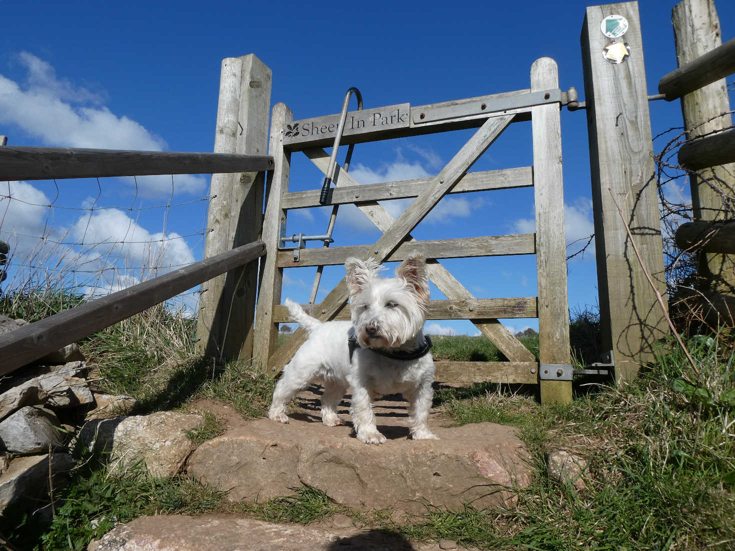 poppy the westie by gate in Rhossili