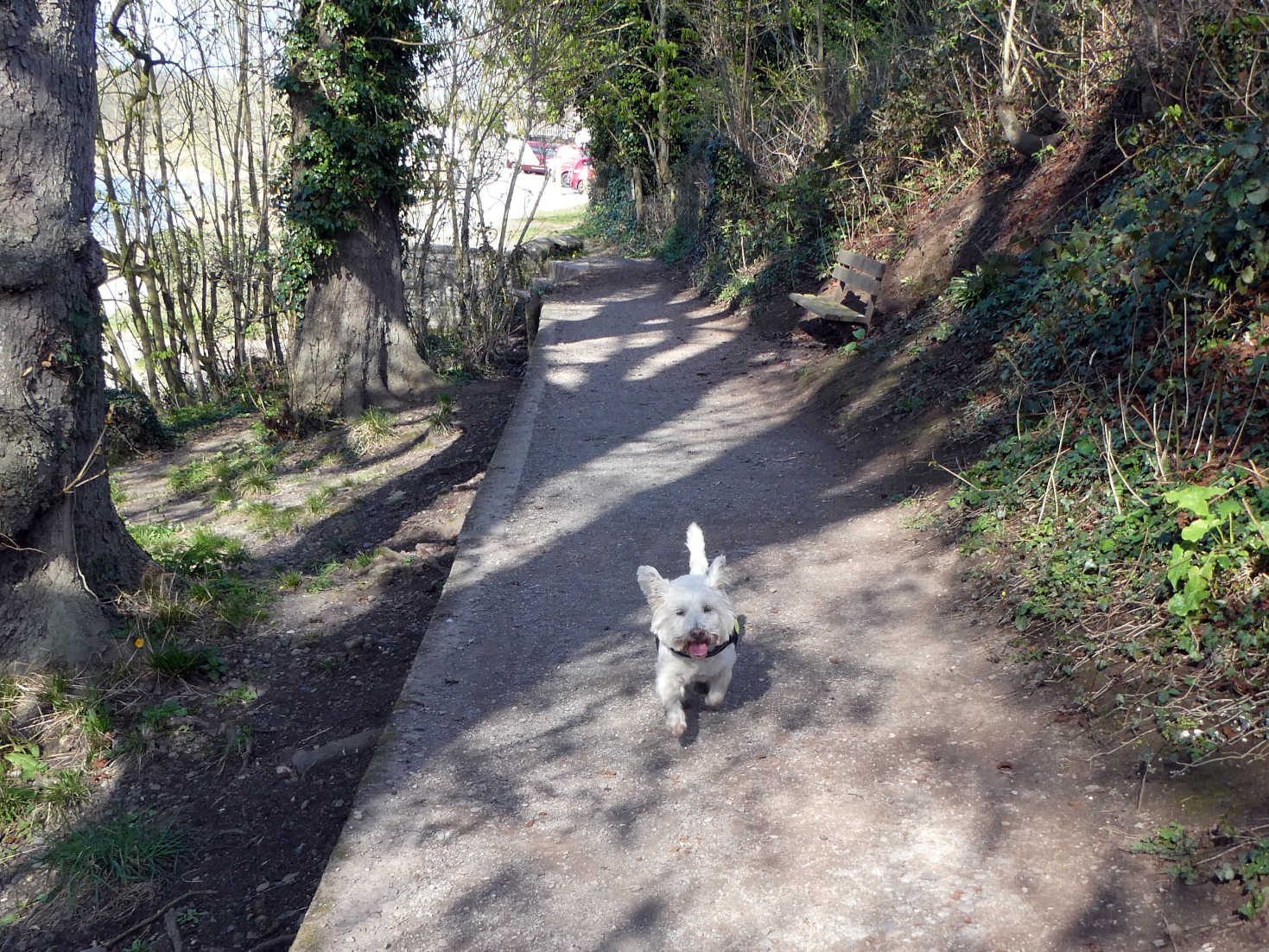 poppy the westie by the wye