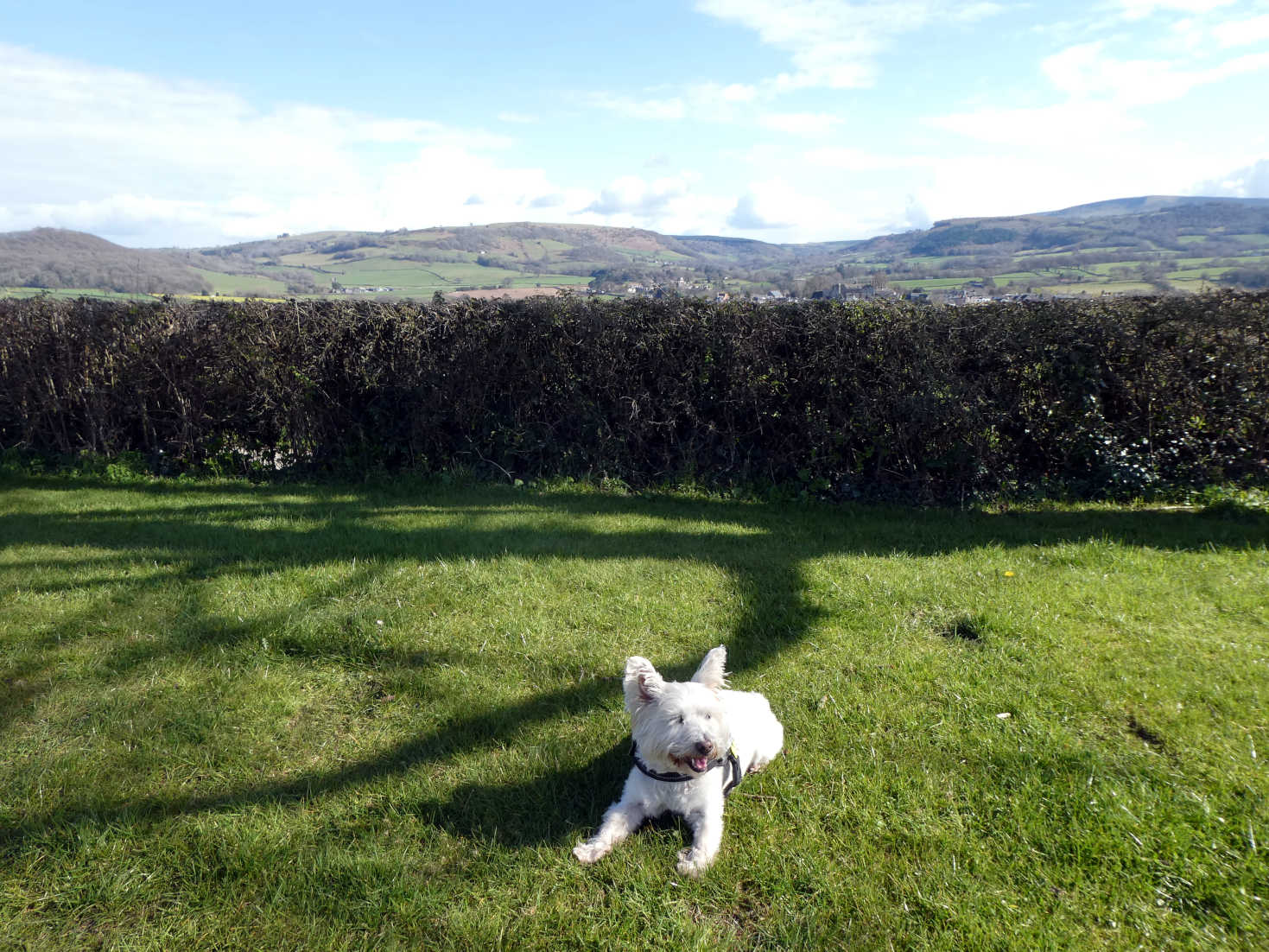 poppy the westie chilling out at hay on wye