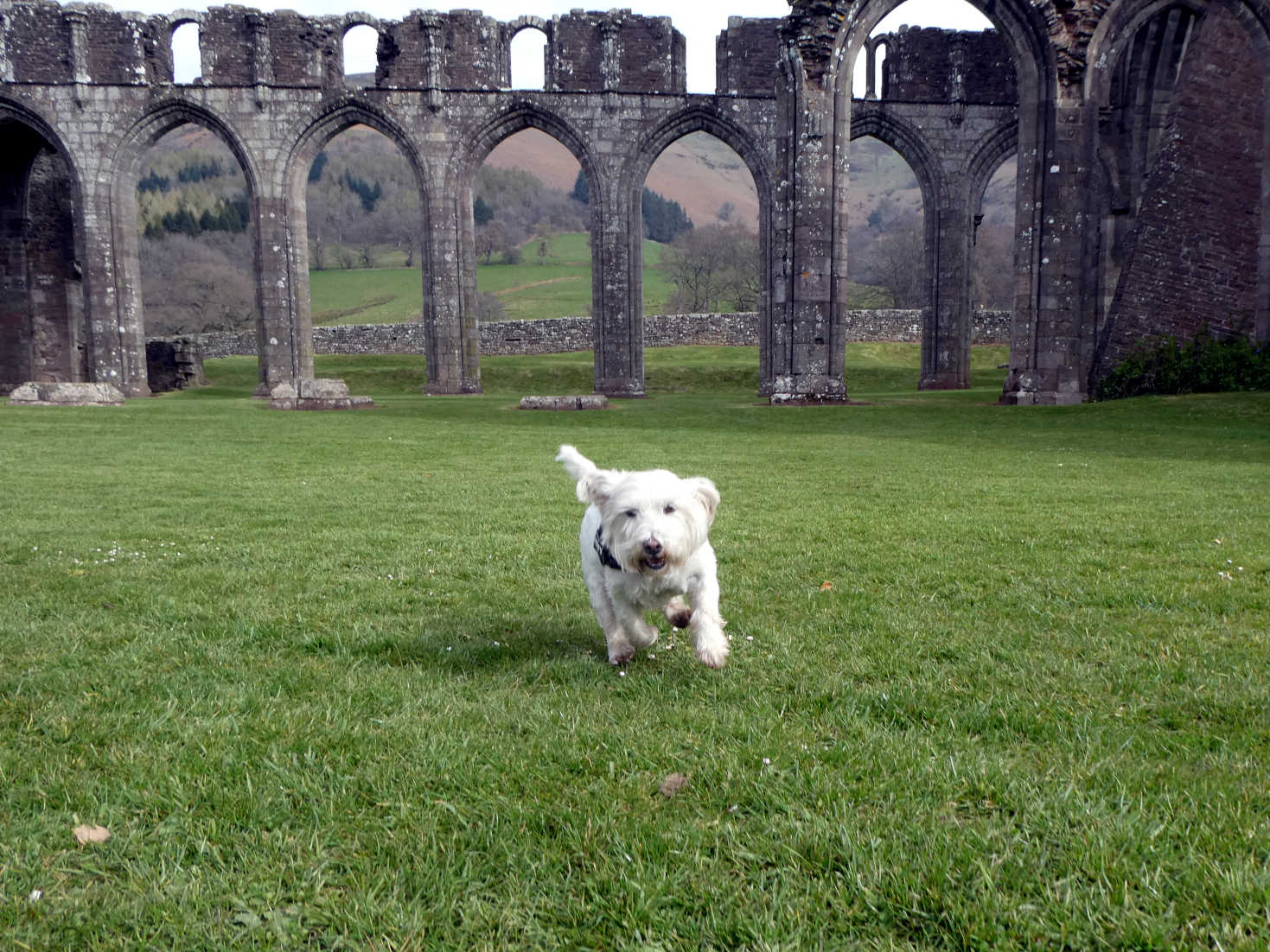 poppy the westie chucked out of Llanthony Priory