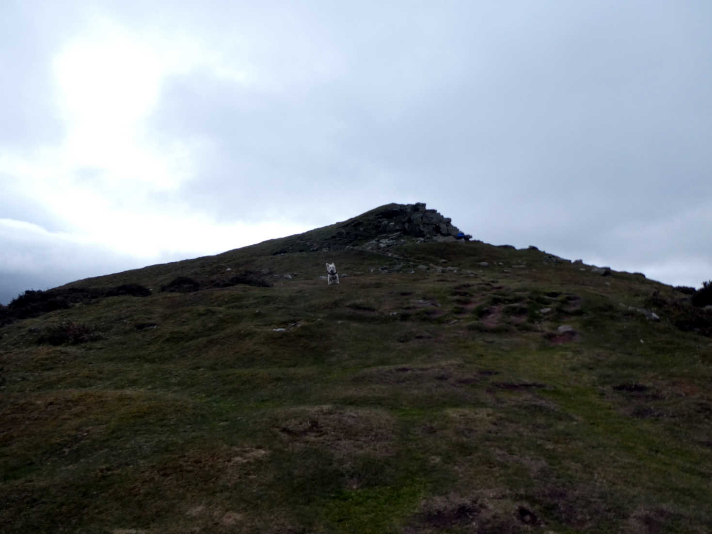 poppy the westie climbs second peak brecon beacons