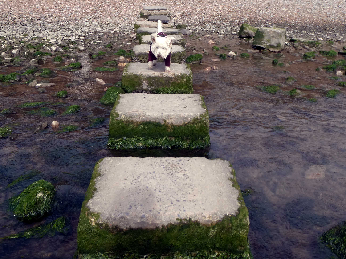 poppy the westie crosses pennard pill