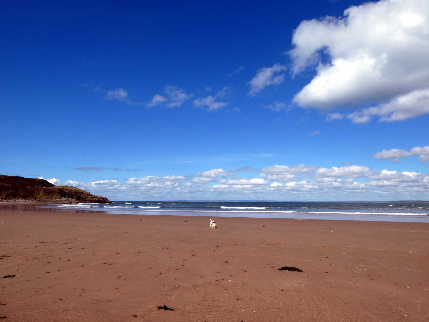 poppy the westie explores Broughton Beach