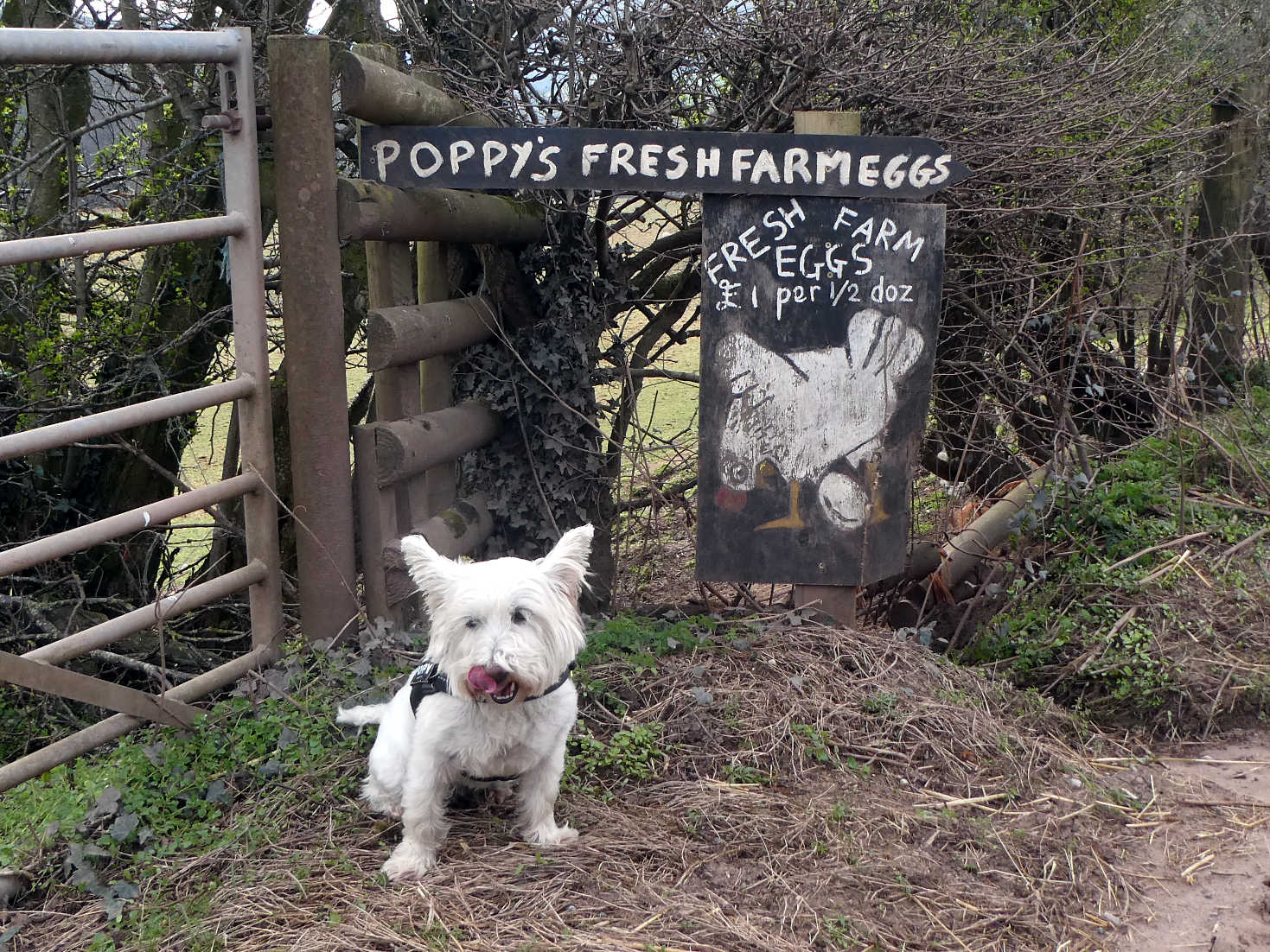 poppy the westie farm fresh eggs