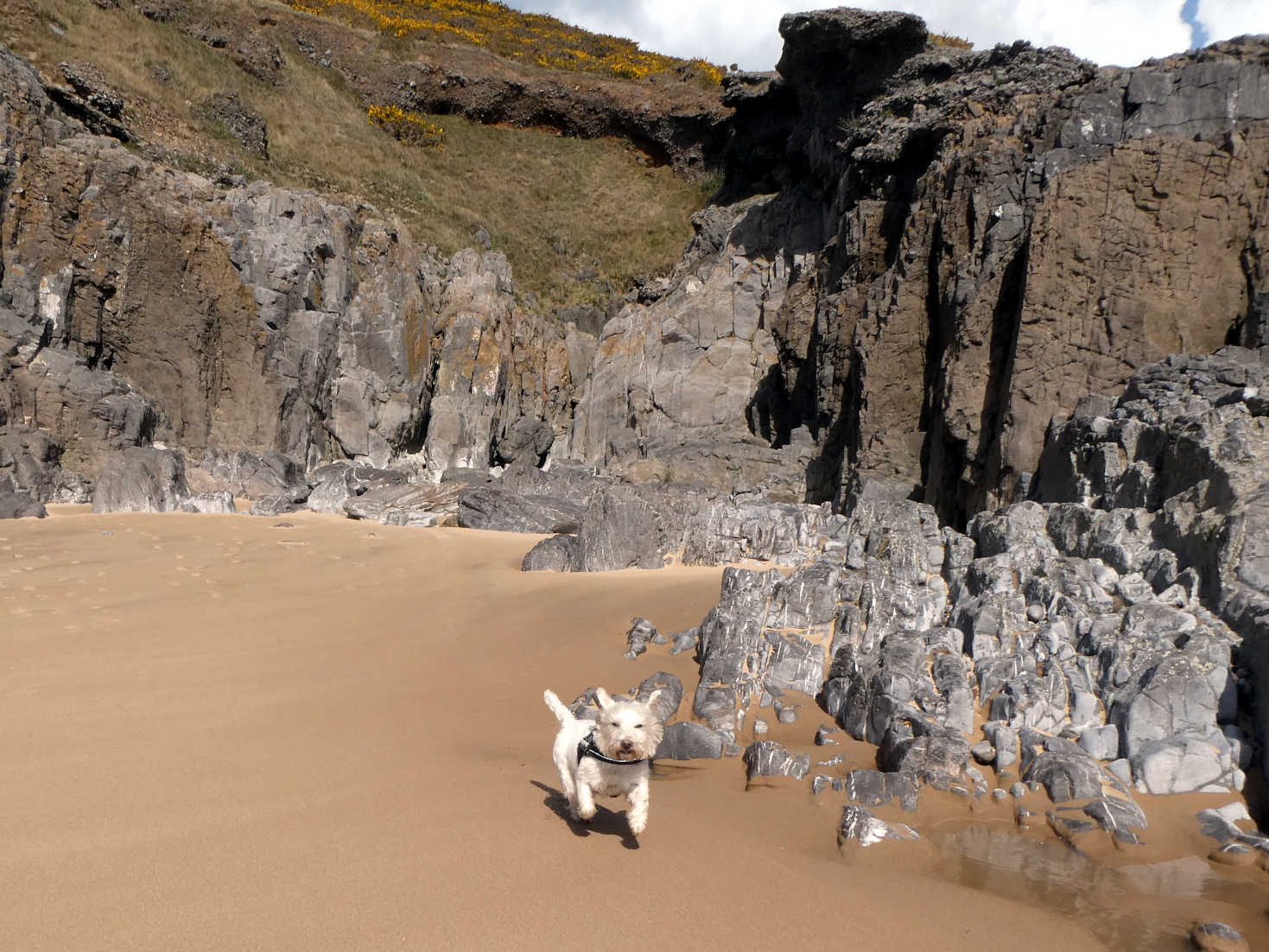 poppy the westie finds the secerate beach