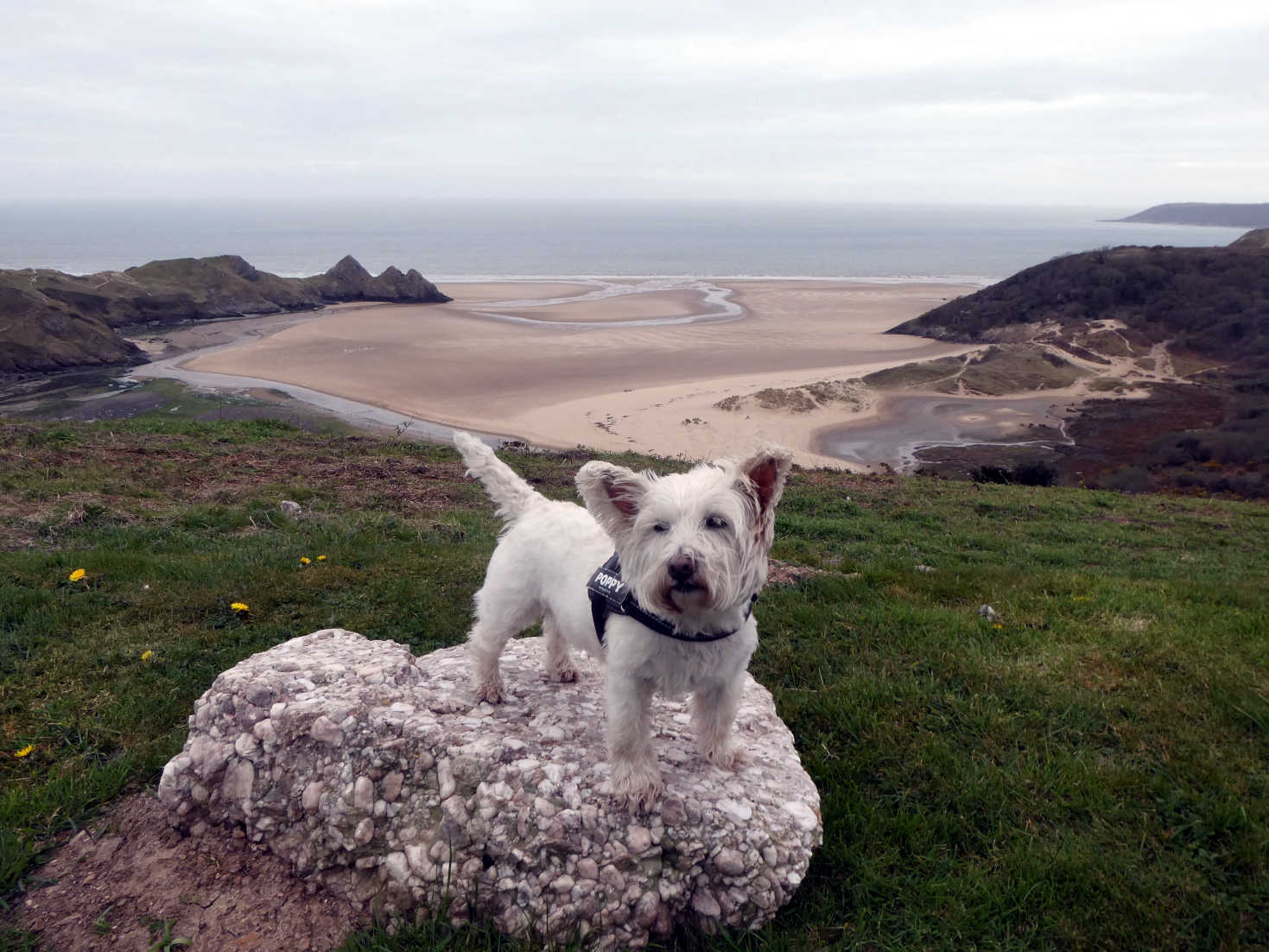 poppy the westie first day at three cliffs