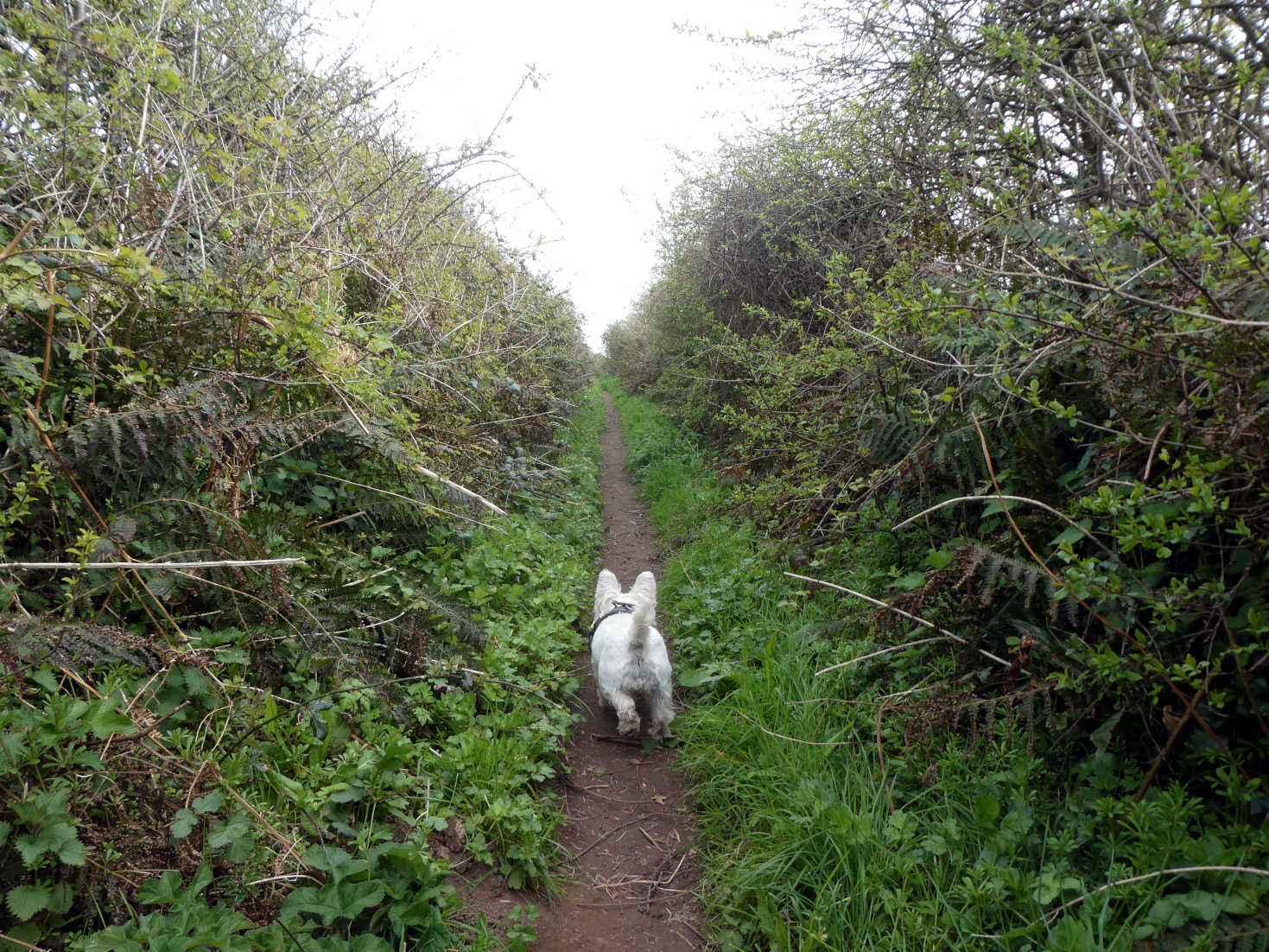 poppy the westie goes back to pitton cross campsite