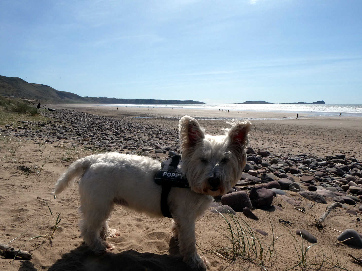 poppy the westie has a picnic Rhossili beach