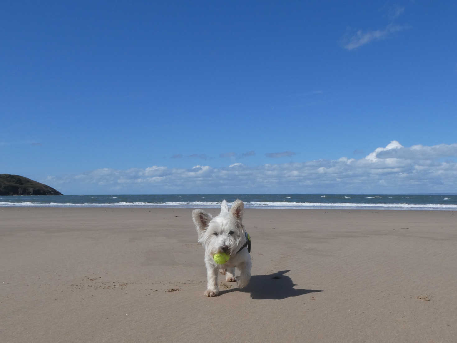 poppy the westie has ball on broughton beach