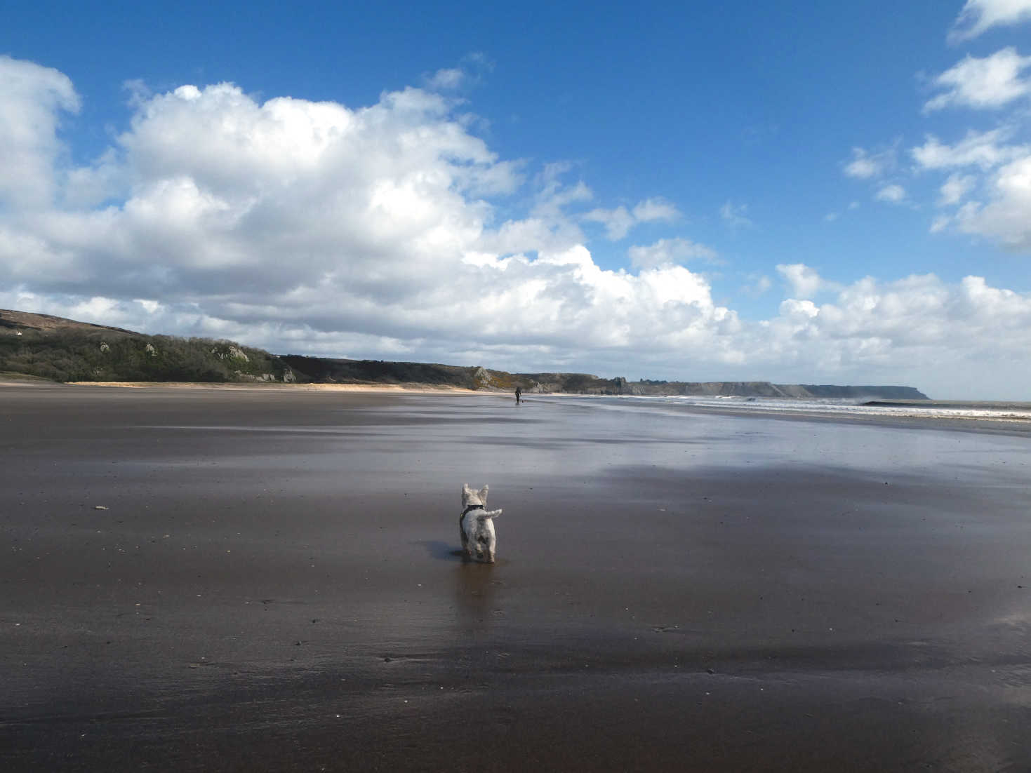 poppy the westie heads home from Oxwich