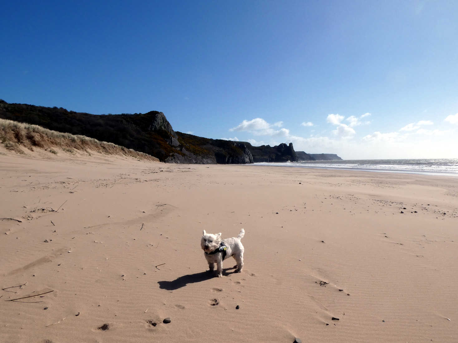 poppy the westie hits Oxwich beach