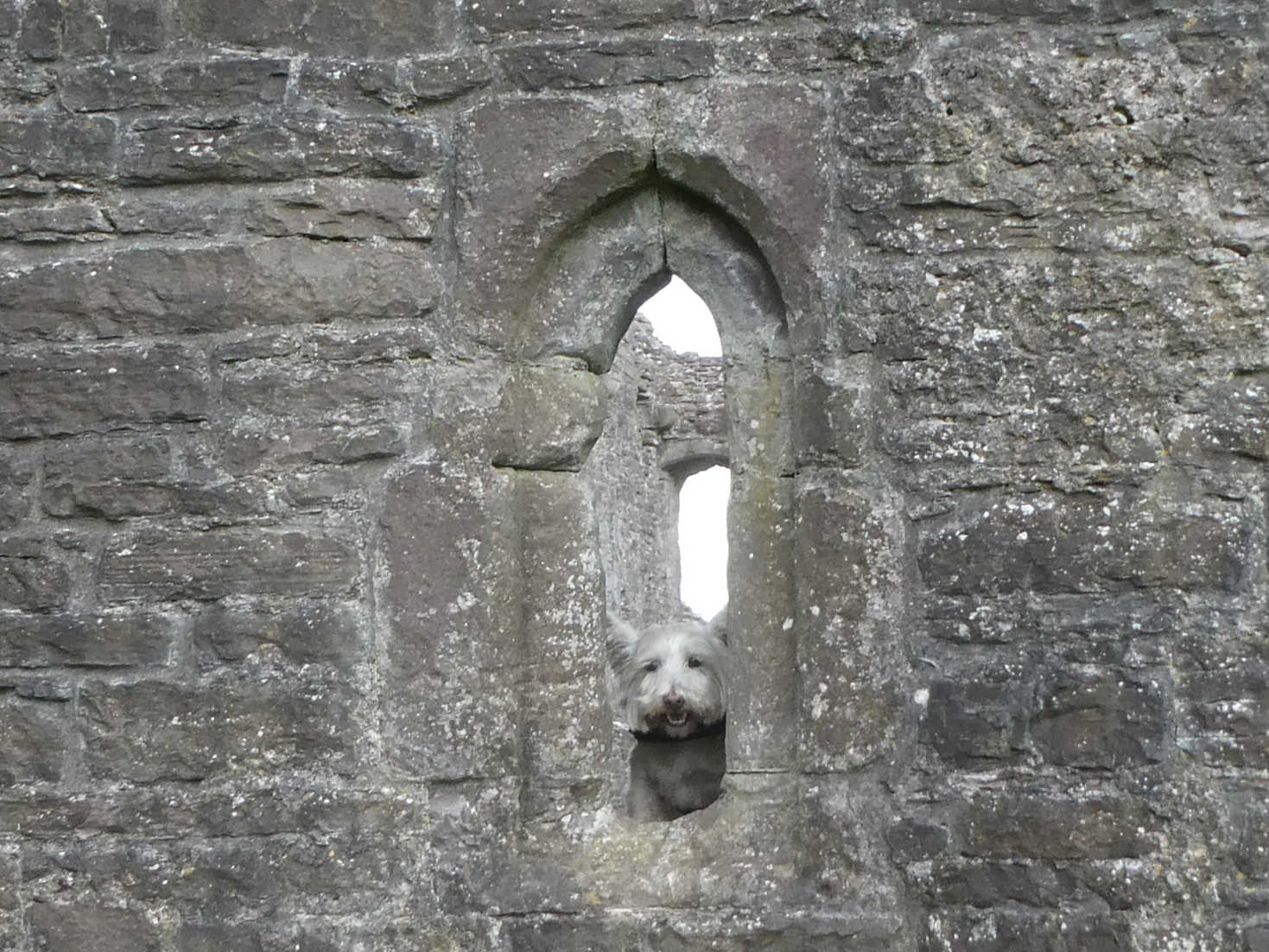 poppy the westie in Abergavenny Castle