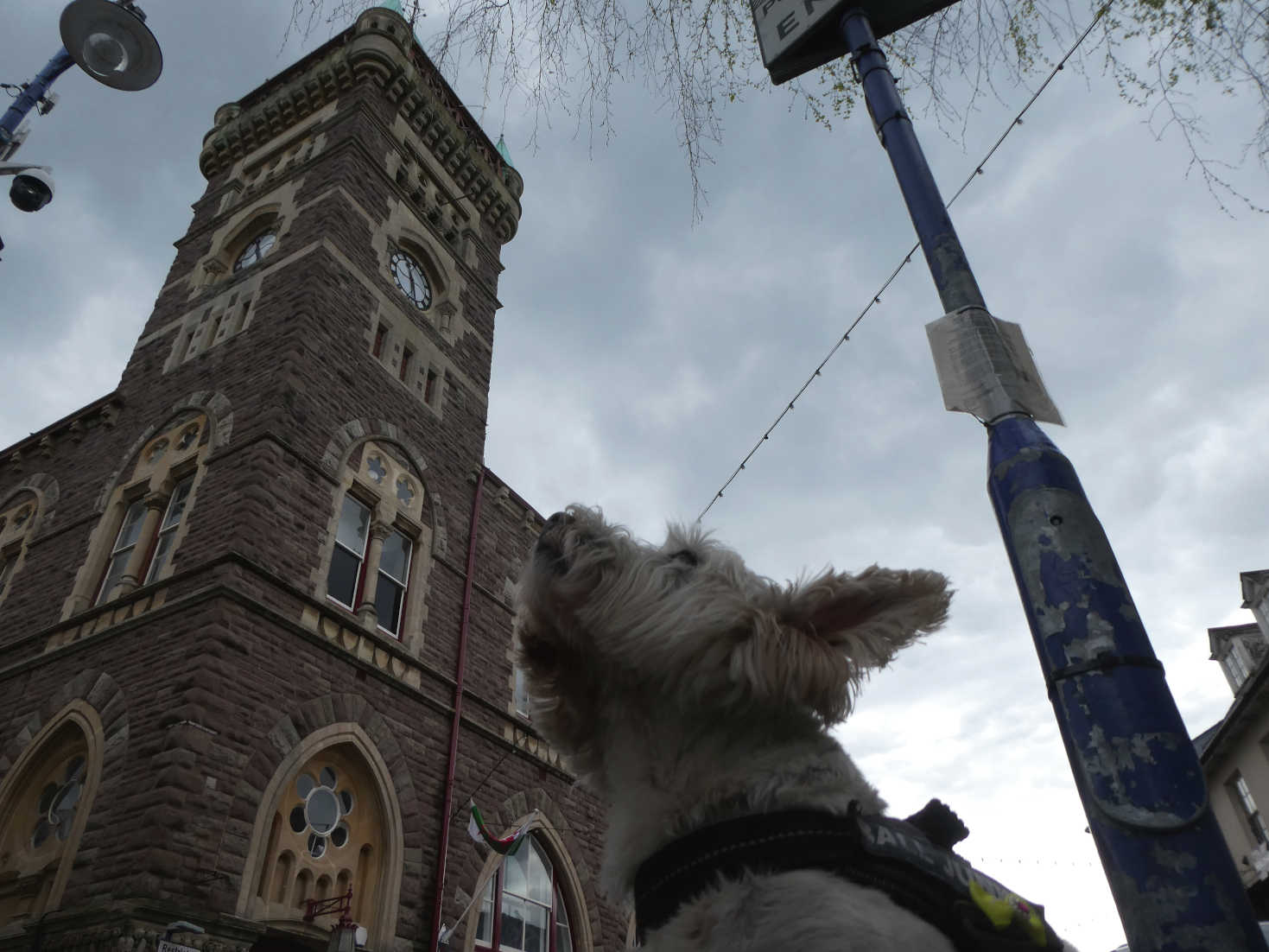 poppy the westie in Abergavenny