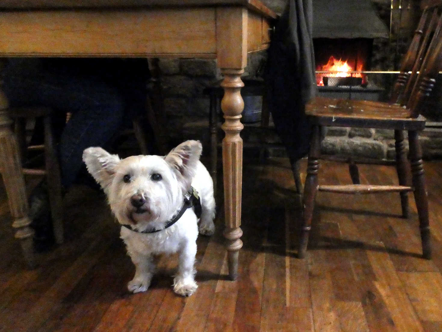 poppy the westie in Tomatitos Tapas bar