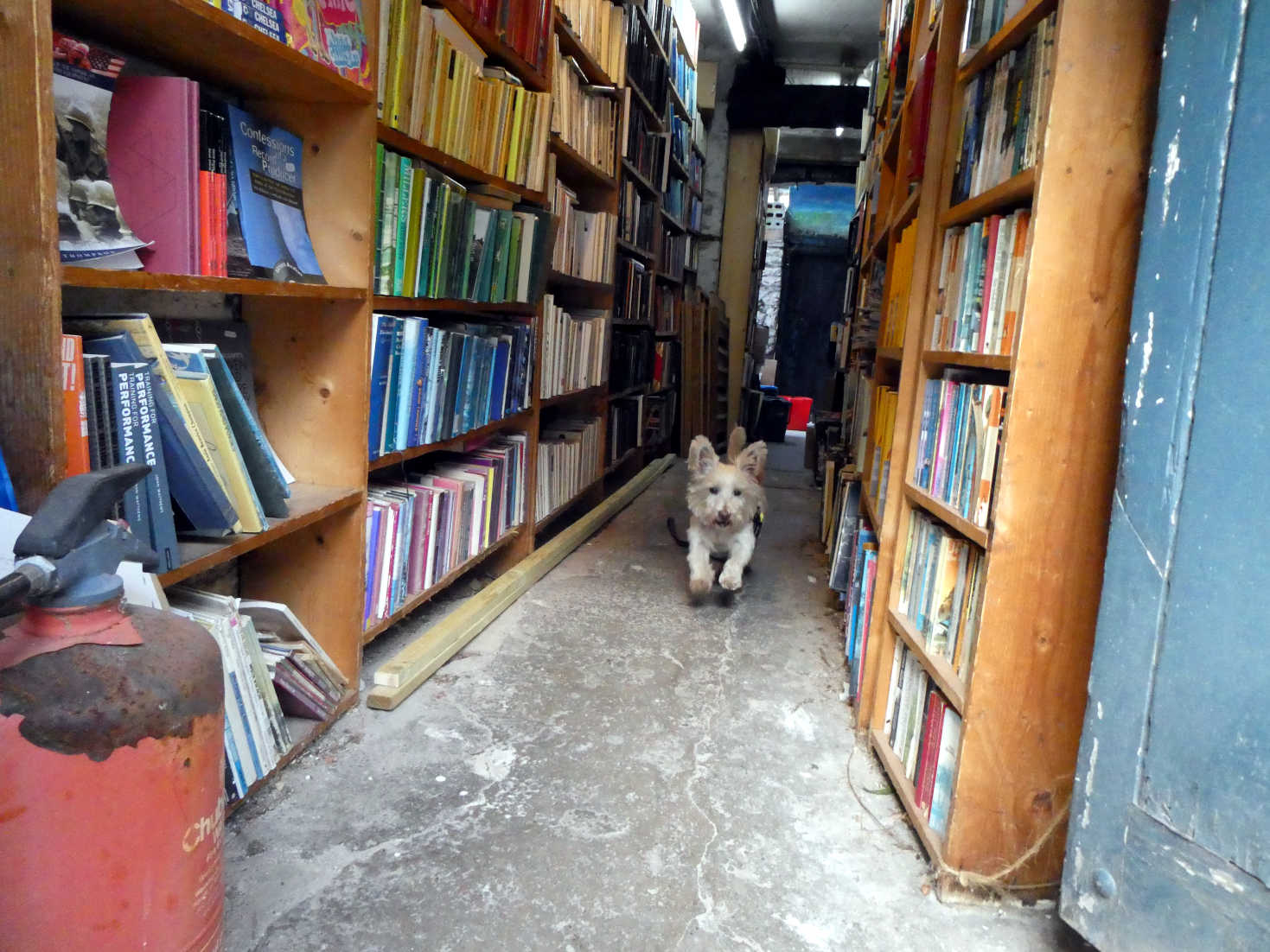 poppy the westie in book lane